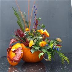 Pumpkin1