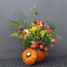 Pumpkin6
